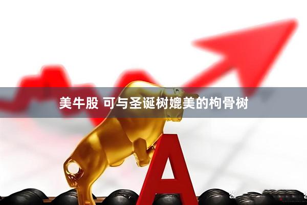 美牛股 可与圣诞树媲美的枸骨树